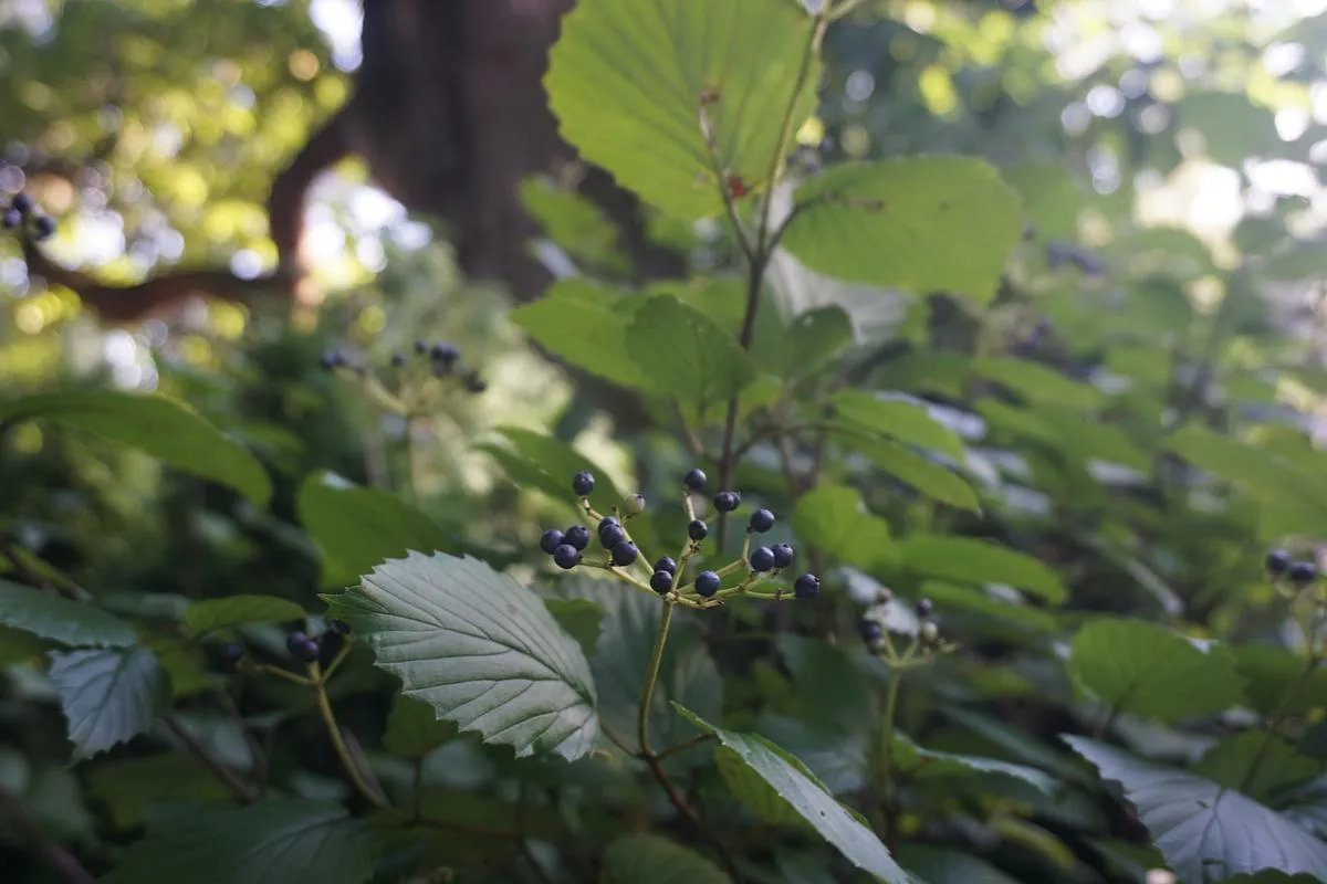 Arrowwood - Viburnum dentatum 'Christom' Blue Muffin®