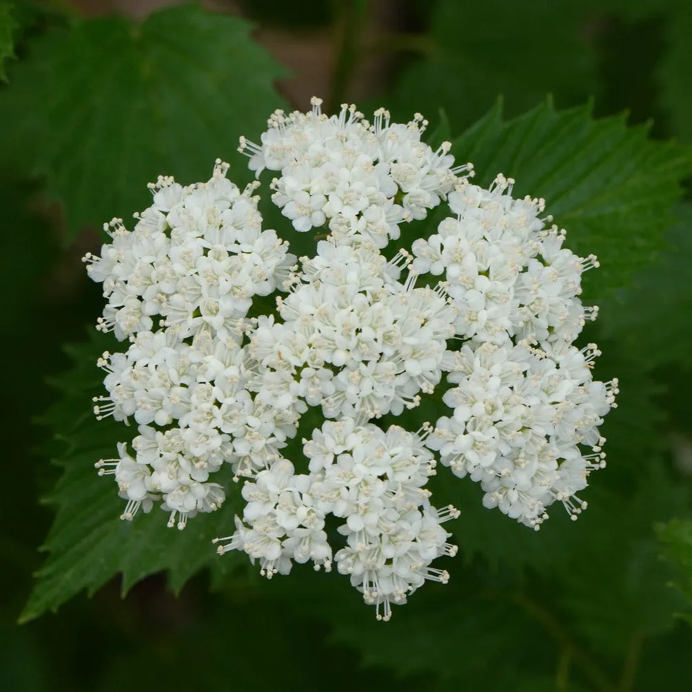 Arrowwood - Viburnum dentatum 'Christom' Blue Muffin®