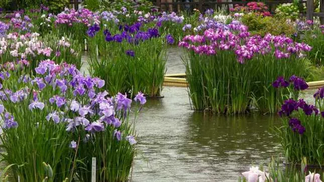 Japanese Variegated Iris, SALE!<br> (Iris Iris kaempferi ‘Variegata')