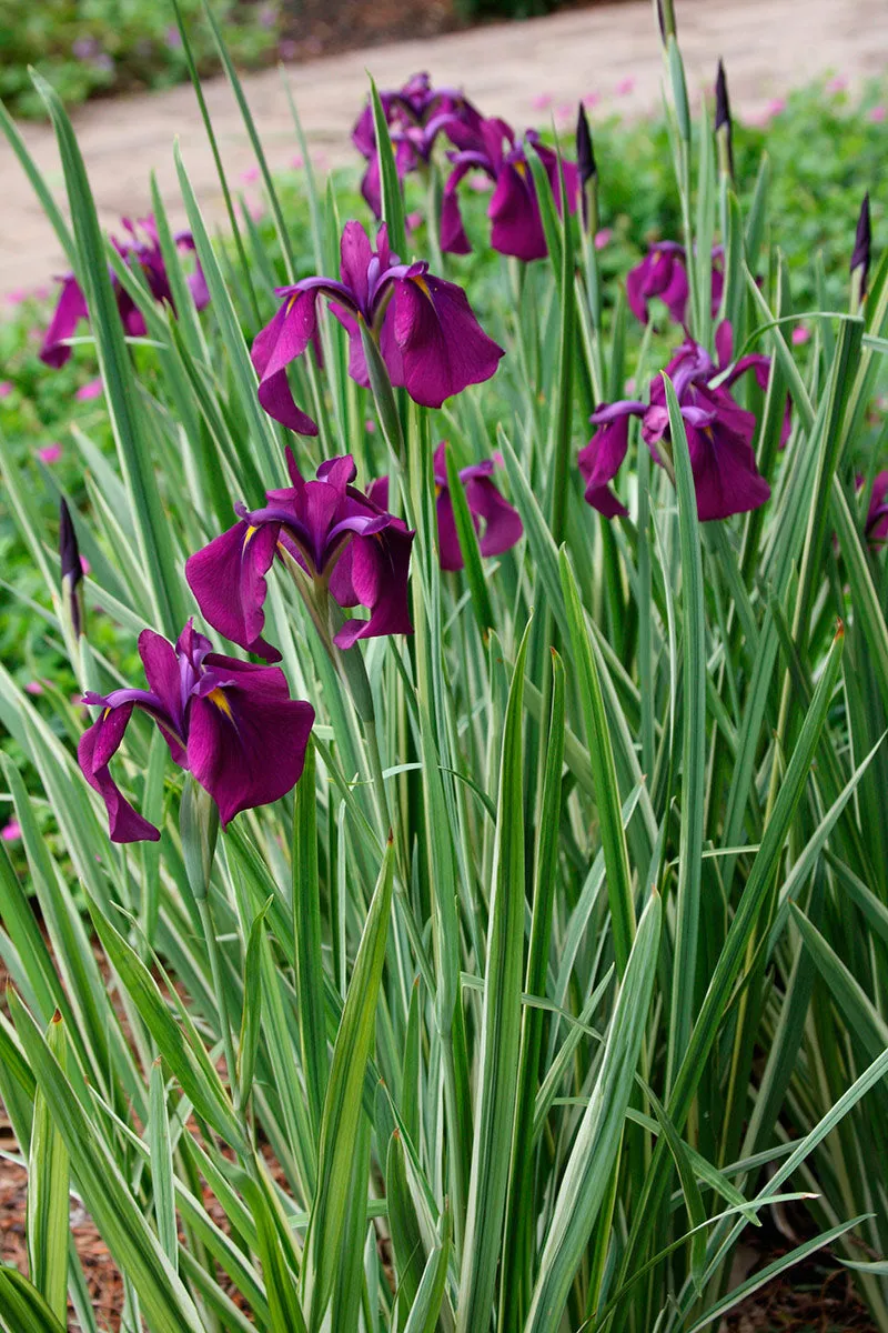 Japanese Variegated Iris, SALE!<br> (Iris Iris kaempferi ‘Variegata')