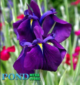 Japanese Variegated Iris, SALE!<br> (Iris Iris kaempferi ‘Variegata')