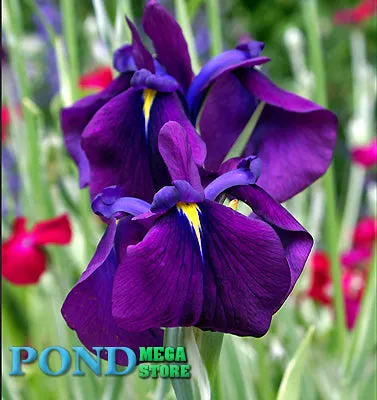 Japanese Variegated Iris, SALE!<br> (Iris Iris kaempferi ‘Variegata')